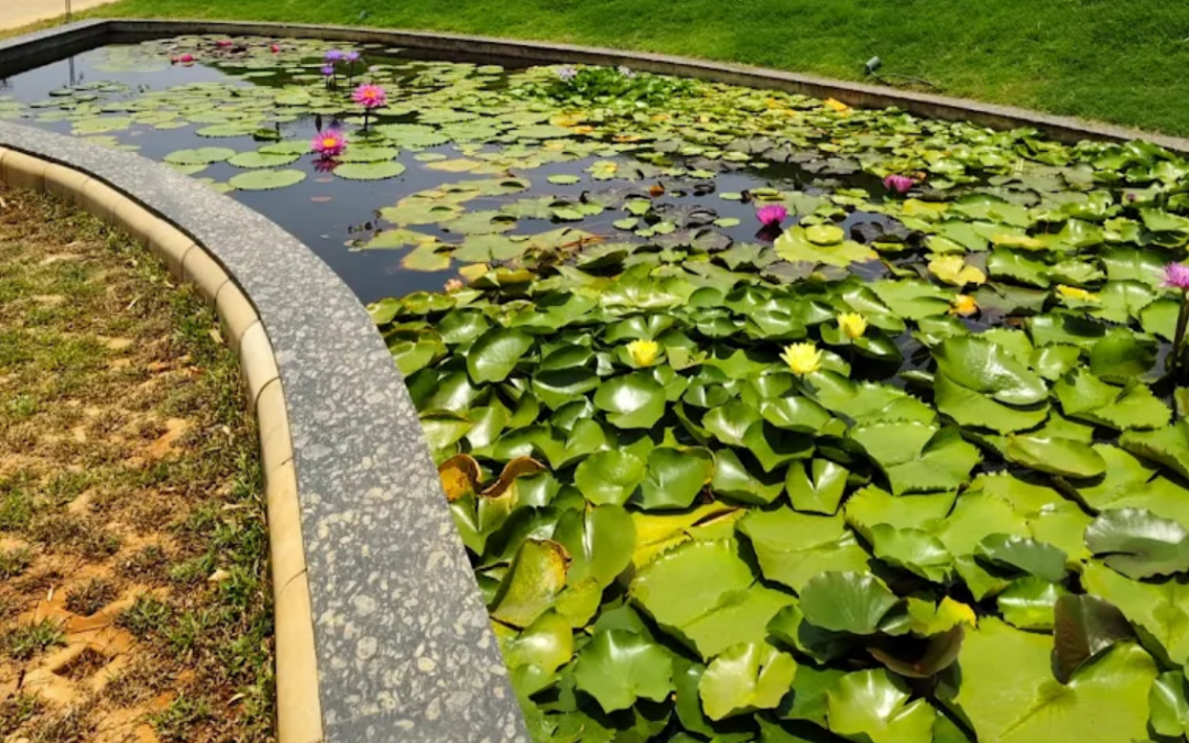 Nature’s Island – A Premium Farmhouse in Nashik for Staycations, Events & More